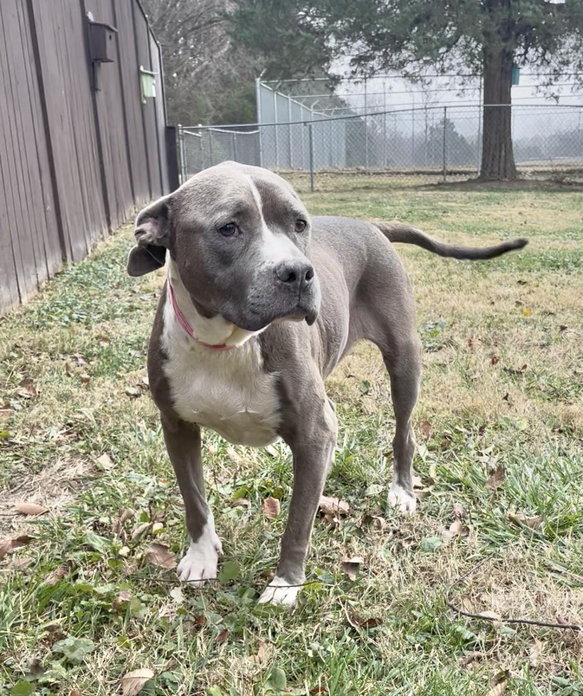 Enlarge Paisley , an adoptable mixed breed in Fairfax, VA image 1/4