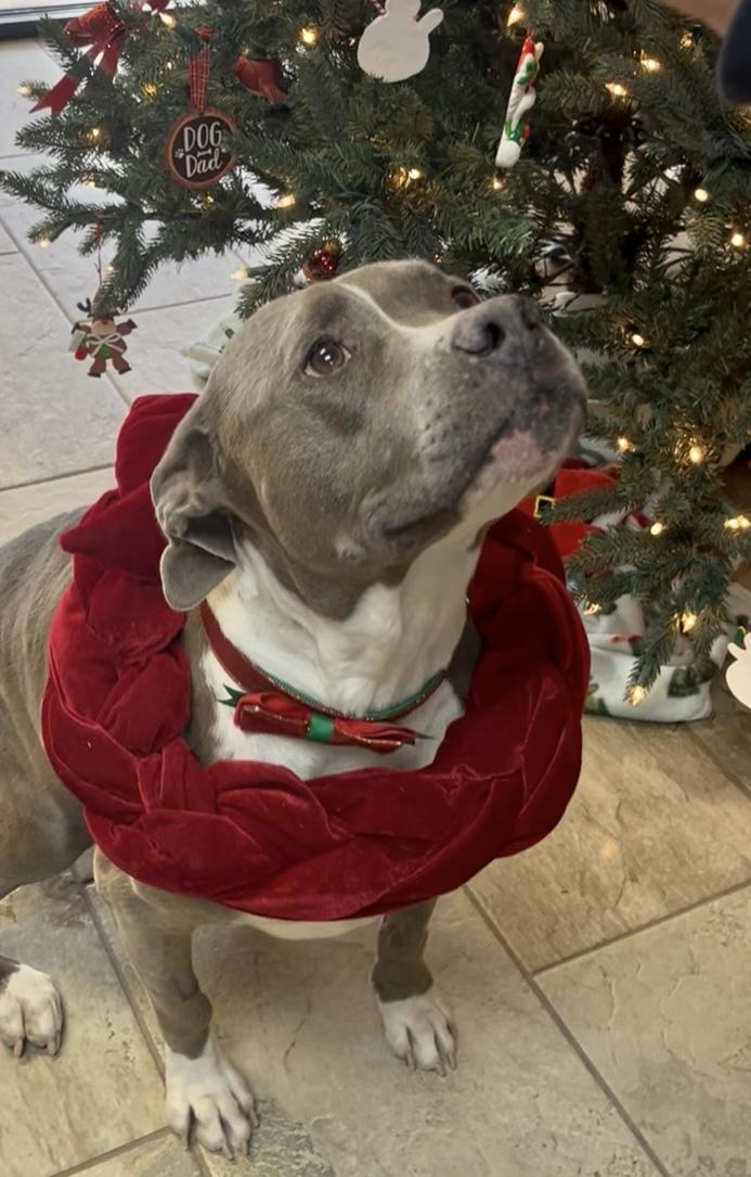 Enlarge Paisley , an adoptable mixed breed in Fairfax, VA image 3/4