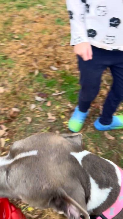 Enlarge Paisley , an adoptable mixed breed in Fairfax, VA video 4/4