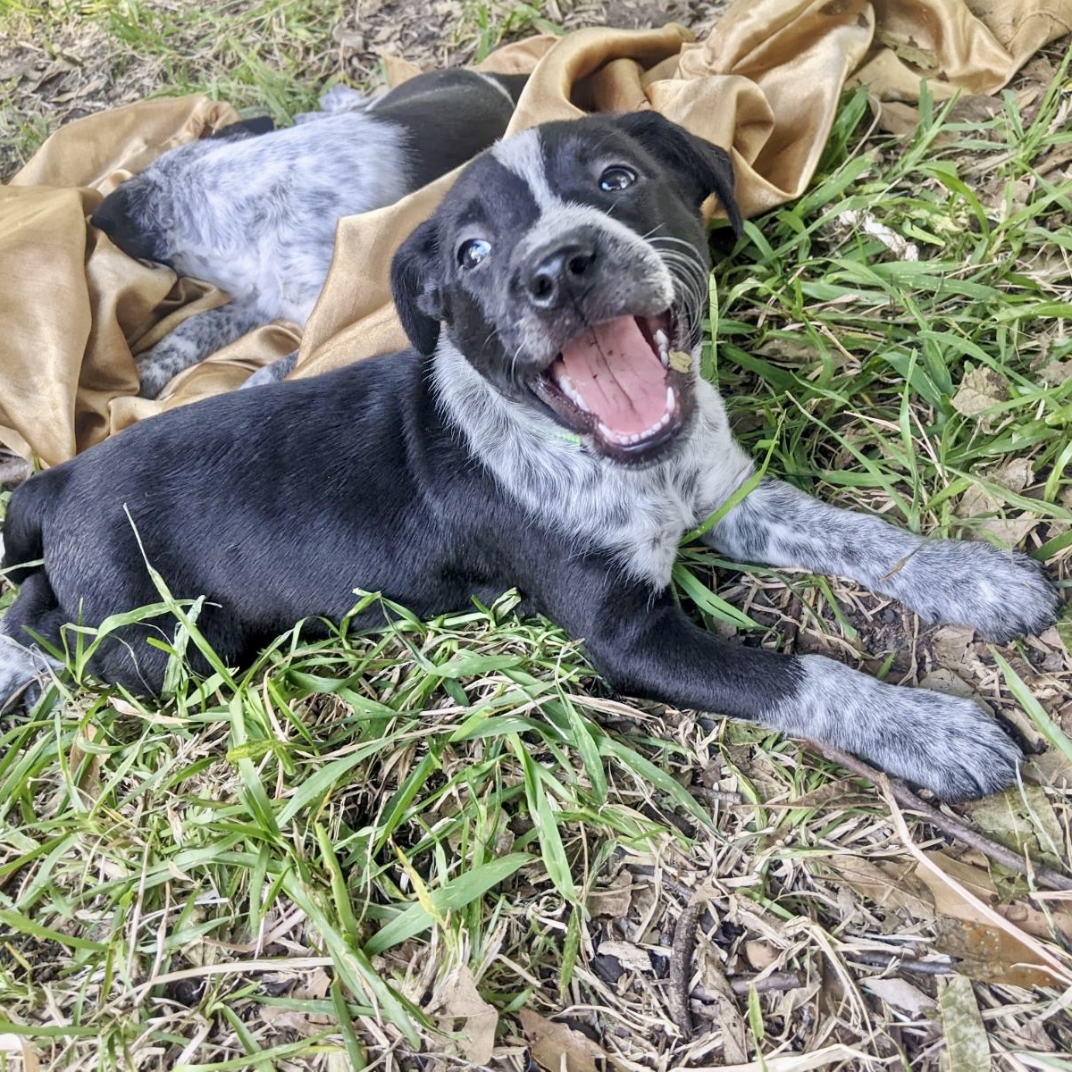 Dog for adoption Reptar, an Australian Cattle Dog / Blue Heeler in