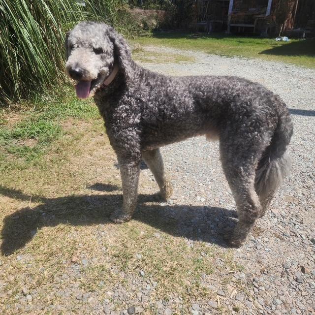 Valentino, adopted, Young Male Standard Poodle.