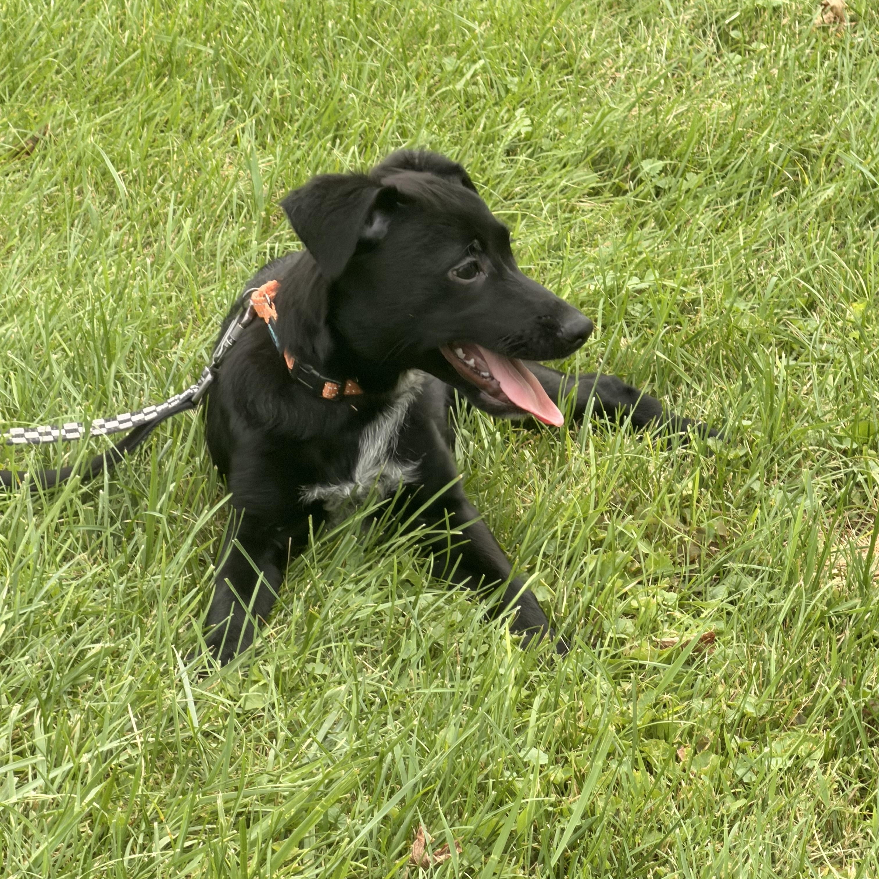 Enlarge LoverBoy Henri, a Adoptable mixed breed in Warminster, PA image 4/6