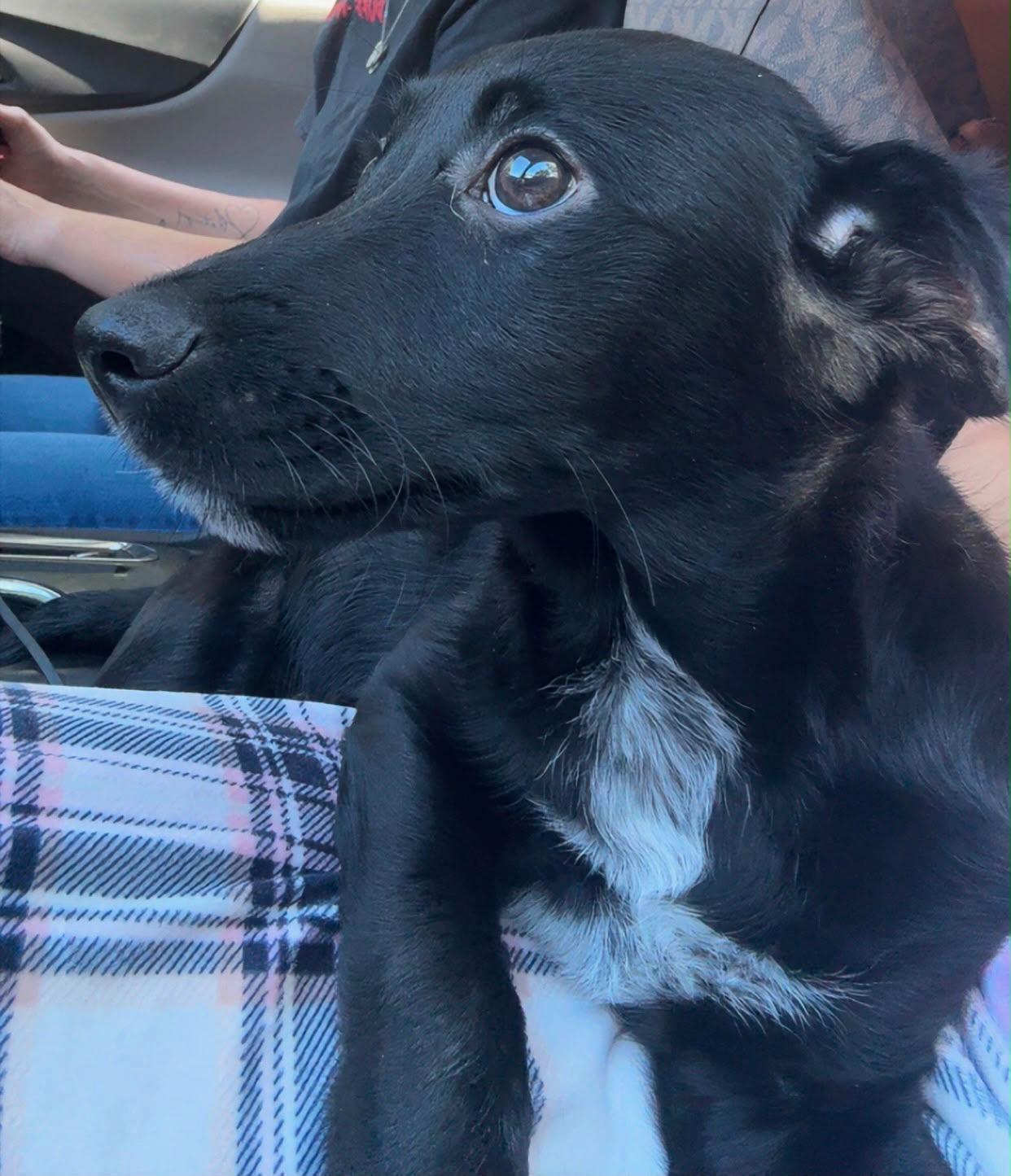 Enlarge LoverBoy Henri, a Adoptable mixed breed in Warminster, PA image 6/6
