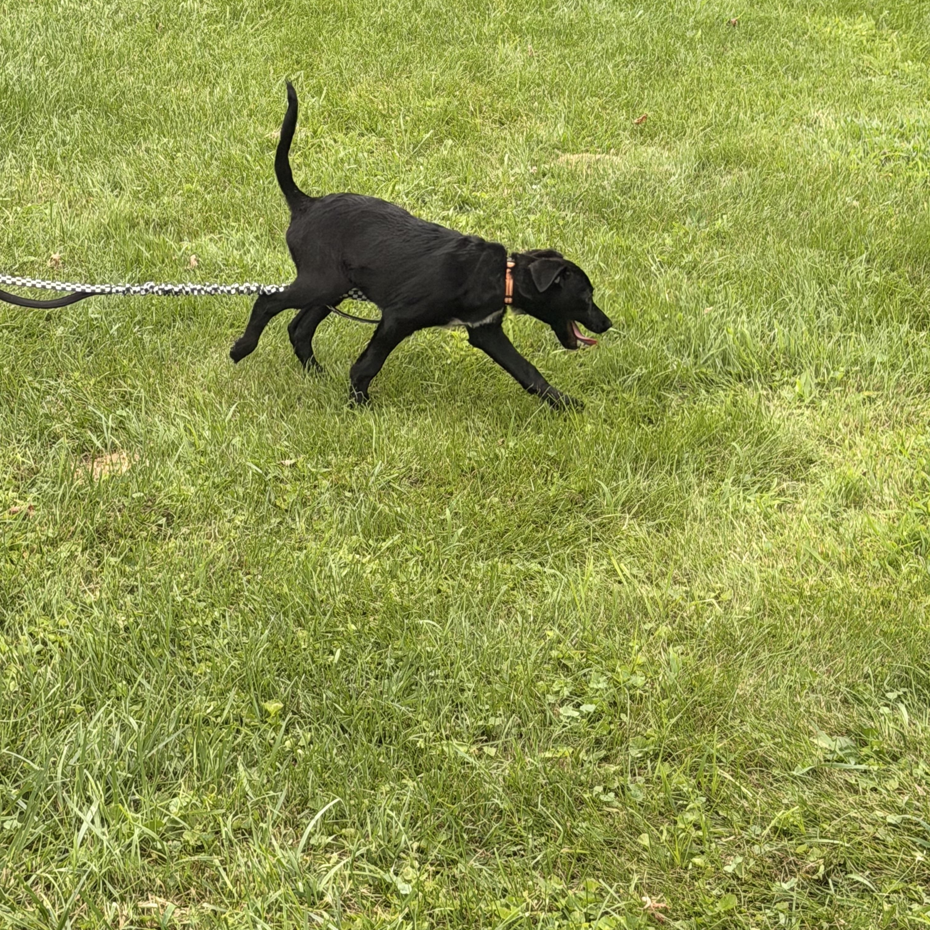 Enlarge LoverBoy Henri, a Adoptable mixed breed in Warminster, PA image 5/6