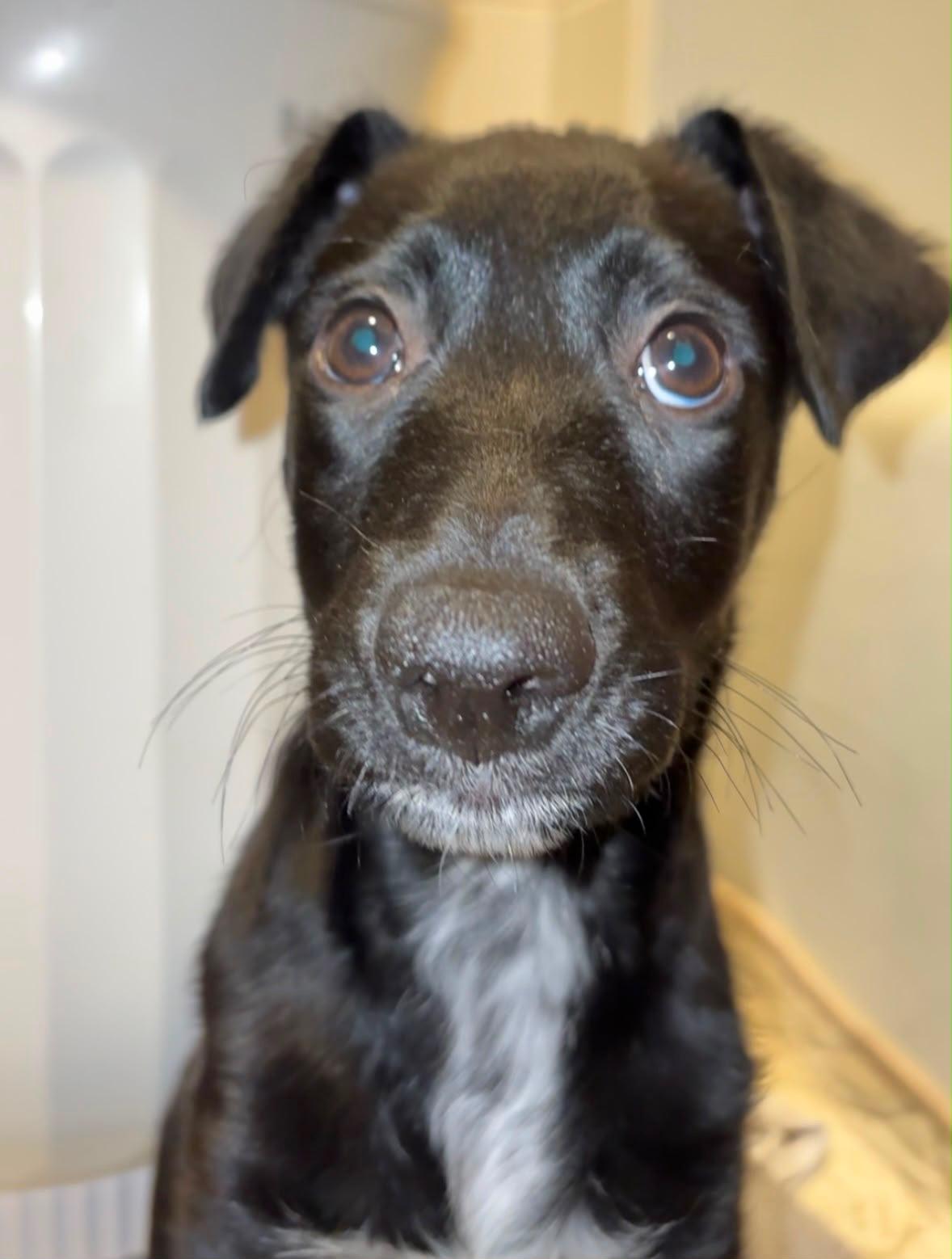 Enlarge LoverBoy Henri, a Adoptable mixed breed in Warminster, PA image 2/6