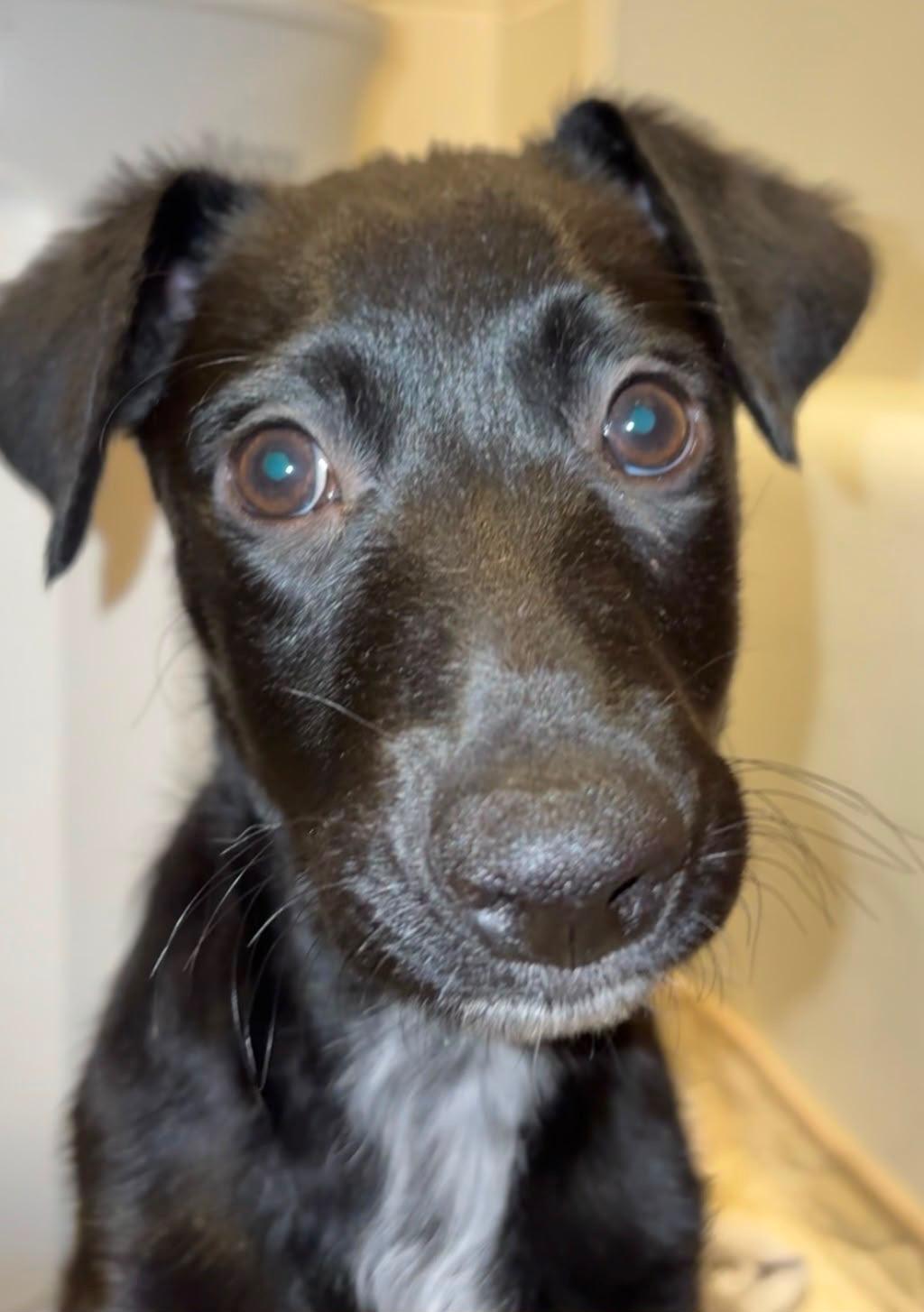 Enlarge LoverBoy Henri, a Adoptable mixed breed in Warminster, PA image 1/6