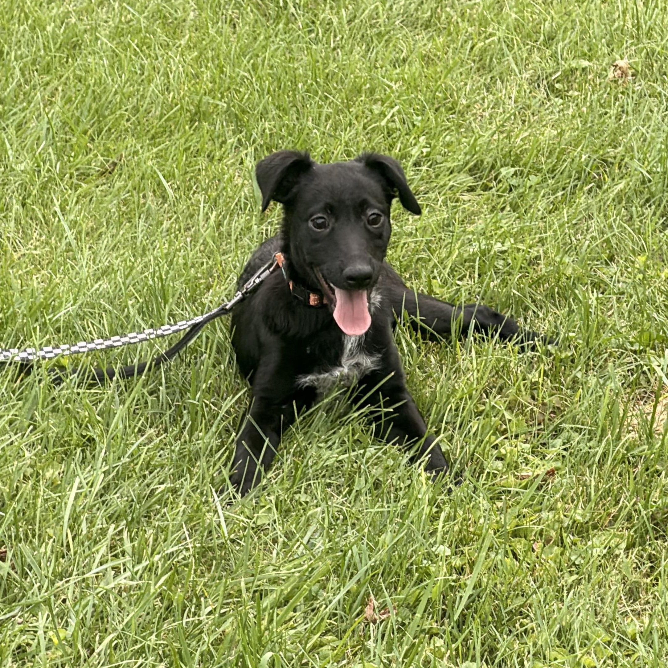 Enlarge LoverBoy Henri, a Adoptable mixed breed in Warminster, PA image 3/6