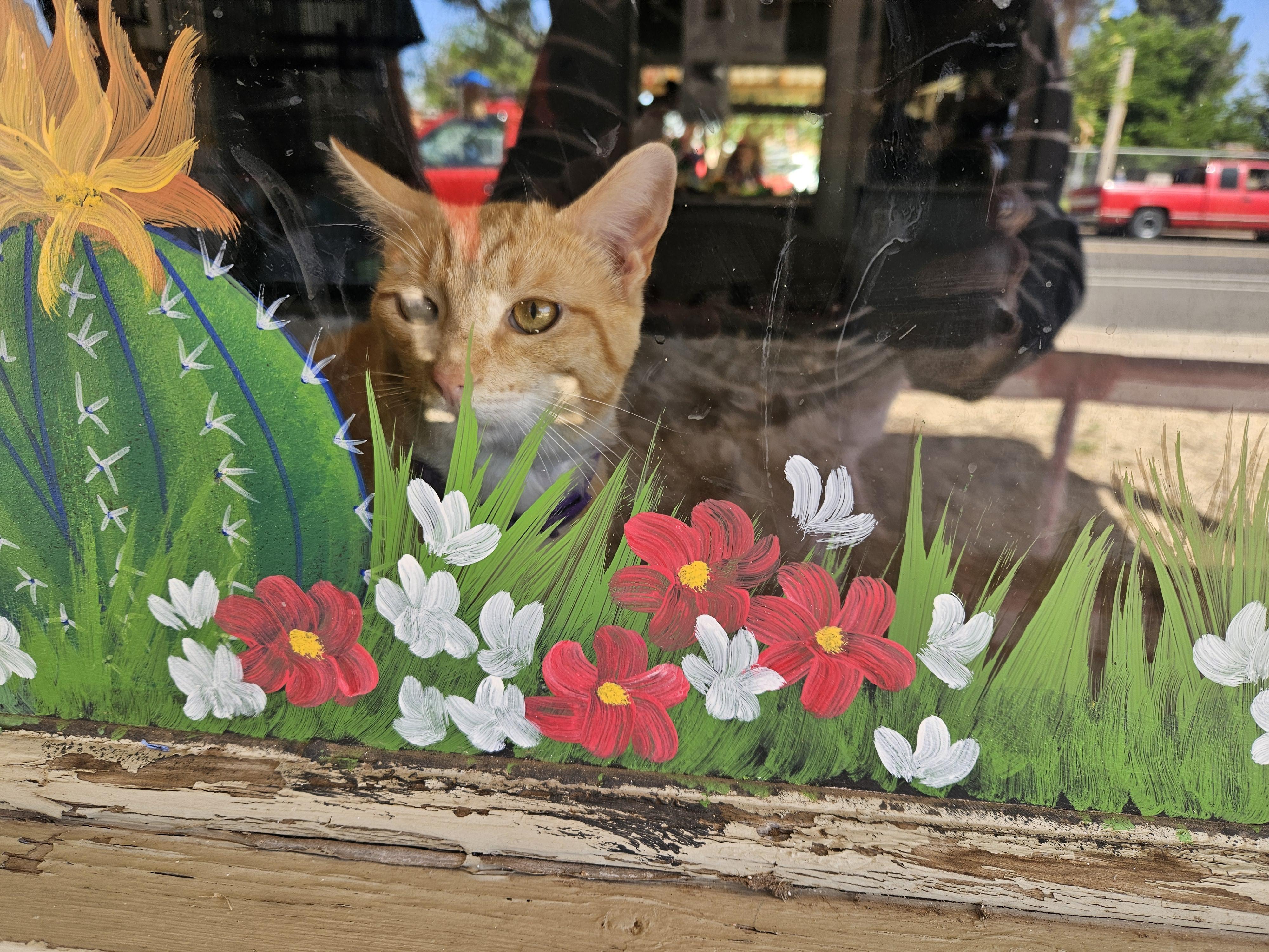 Enlarge Ricky, a ADOPTABLE Domestic Short Hair in Alpine, TX image 1/1