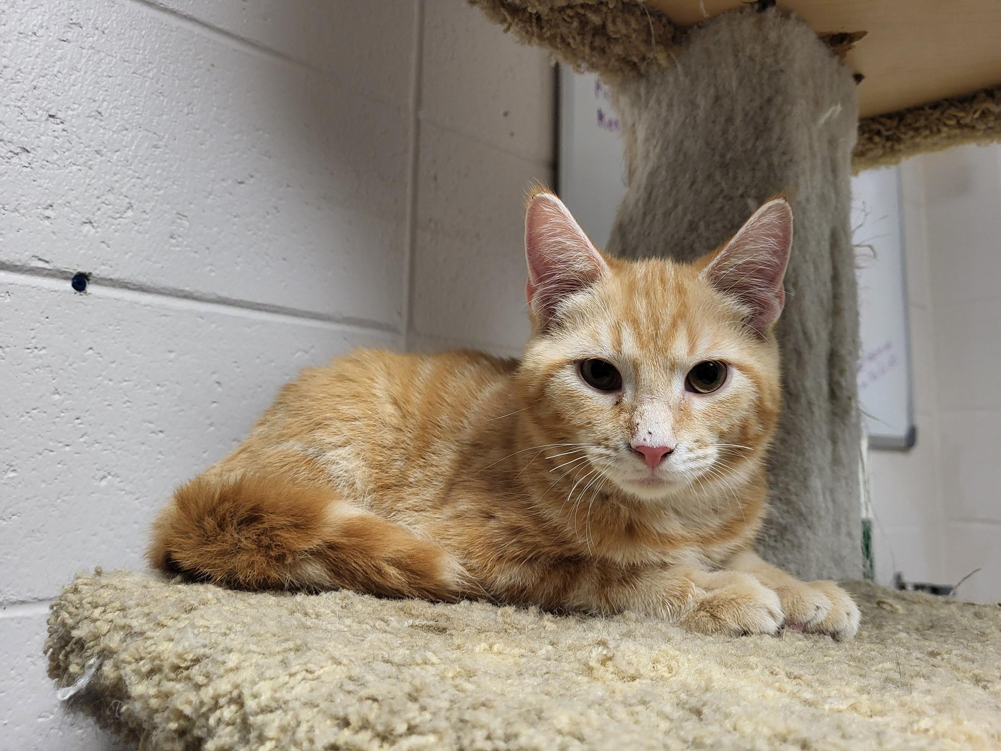 Enlarge Marvin, a Adoptable Domestic Short Hair in Chilton, WI image 1/4