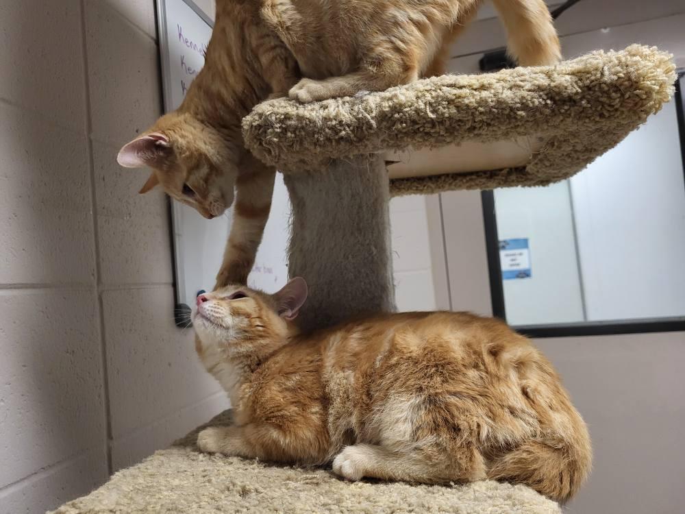 Enlarge Marvin, a Adoptable Domestic Short Hair in Chilton, WI image 2/4