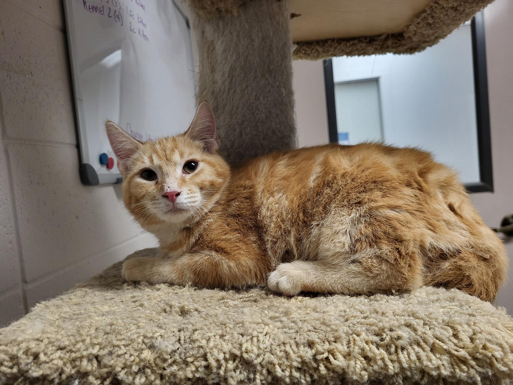 Enlarge Marvin, a Adoptable Domestic Short Hair in Chilton, WI image 4/4