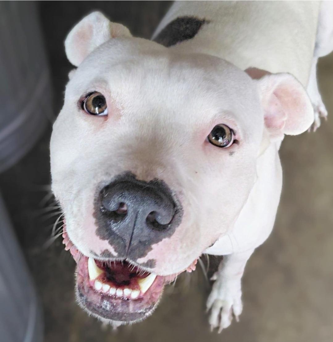 Enlarge PANDA, a Adoptable American Staffordshire Terrier in Flint, MI image 5/6