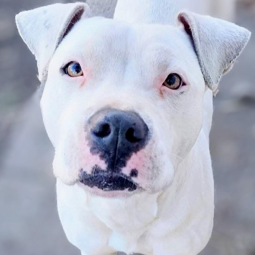 Enlarge PANDA, a Adoptable American Staffordshire Terrier in Flint, MI image 4/6