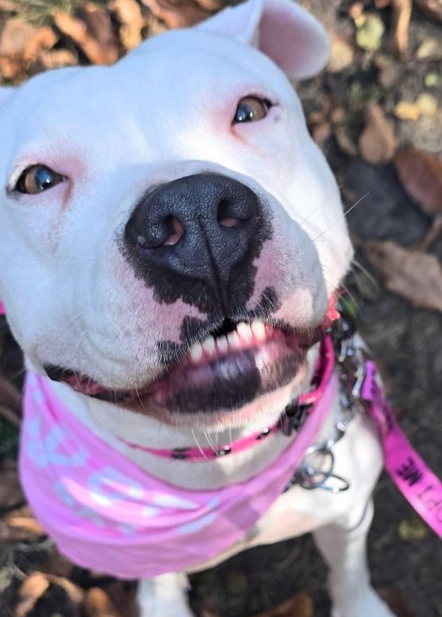 Enlarge PANDA, a Adoptable American Staffordshire Terrier in Flint, MI image 3/6