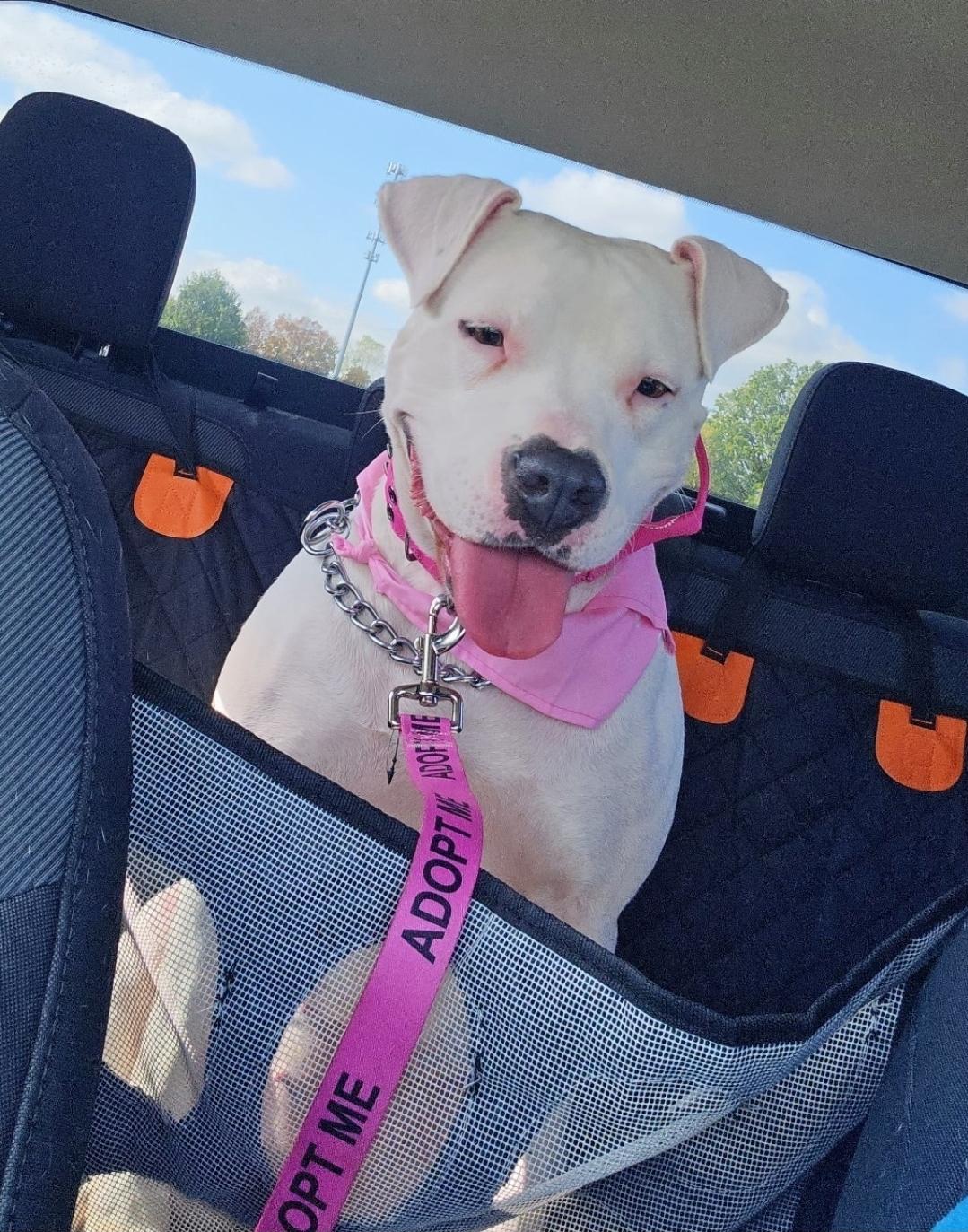 Enlarge PANDA, a Adoptable American Staffordshire Terrier in Flint, MI image 1/6