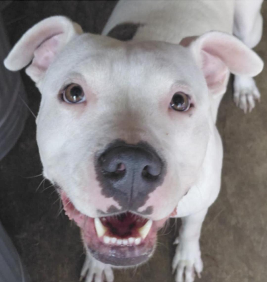 Enlarge PANDA, a Adoptable American Staffordshire Terrier in Flint, MI image 6/6