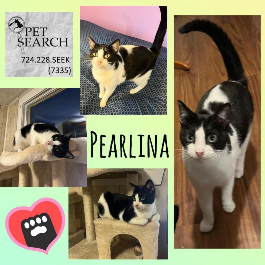 Enlarge Pearlina, a Adoptable Domestic Short Hair in Washington, PA image 1/2