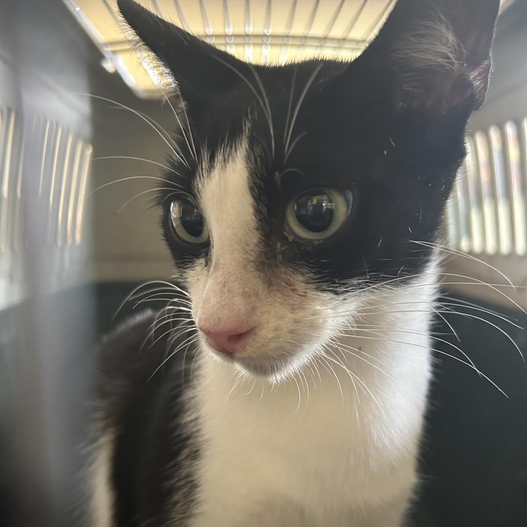 Enlarge Pearlina, a Adoptable Domestic Short Hair in Washington, PA image 2/2