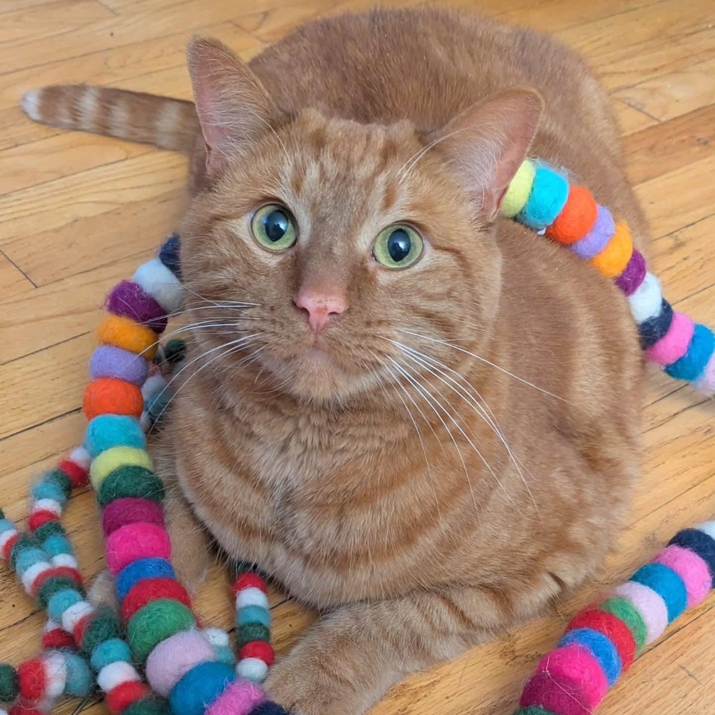 Cheeto, an adoption pending Domestic Short Hair in Royal Oak, MI image 1/6