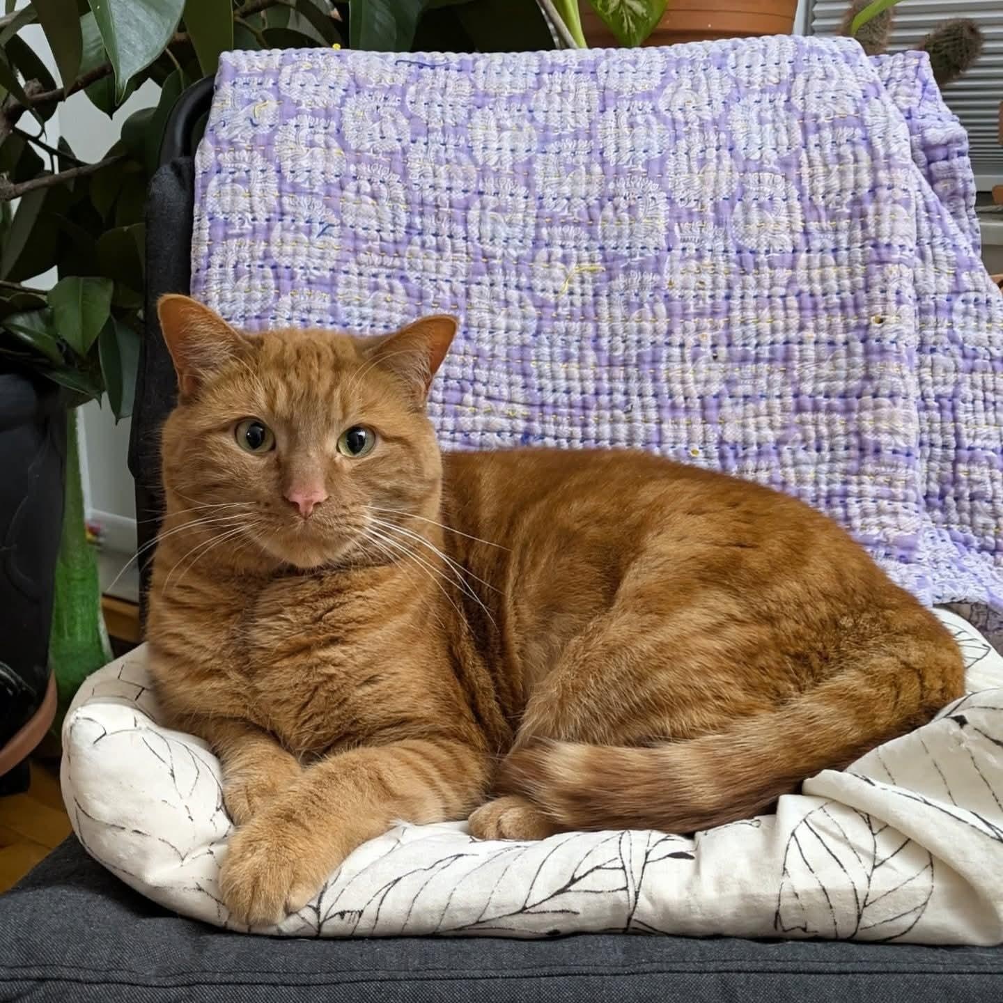 Cheeto, an adoption pending Domestic Short Hair in Royal Oak, MI image 3/6