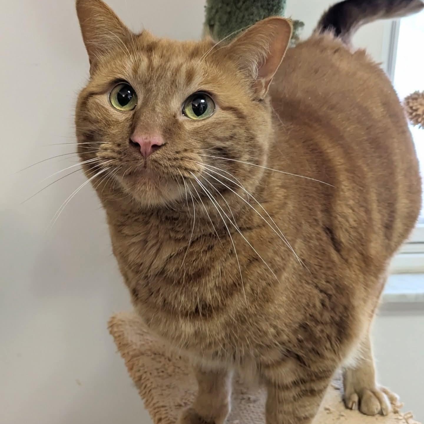 Cheeto, an adoption pending Domestic Short Hair in Royal Oak, MI image 6/6
