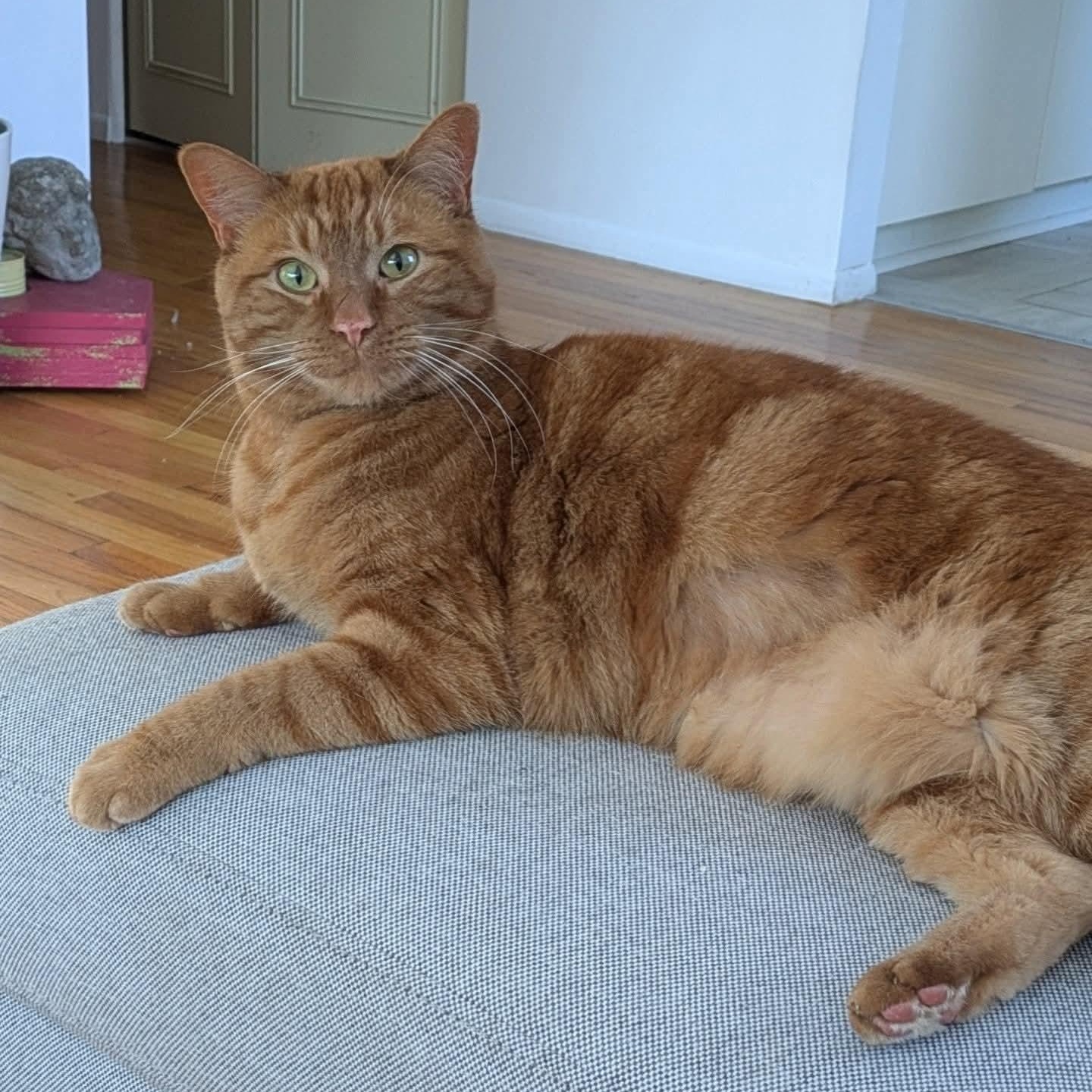 Cheeto, adoptable, Adult Male Domestic Short Hair.