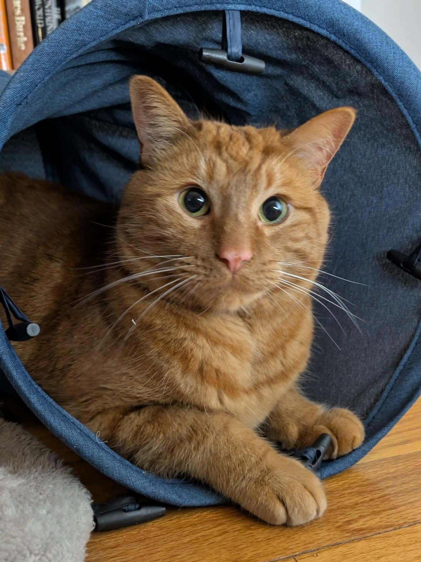 Cheeto, an adoption pending Domestic Short Hair in Royal Oak, MI image 5/6