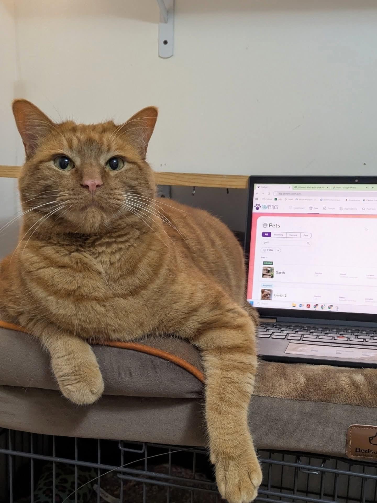 Cheeto, an adoption pending Domestic Short Hair in Royal Oak, MI image 4/6