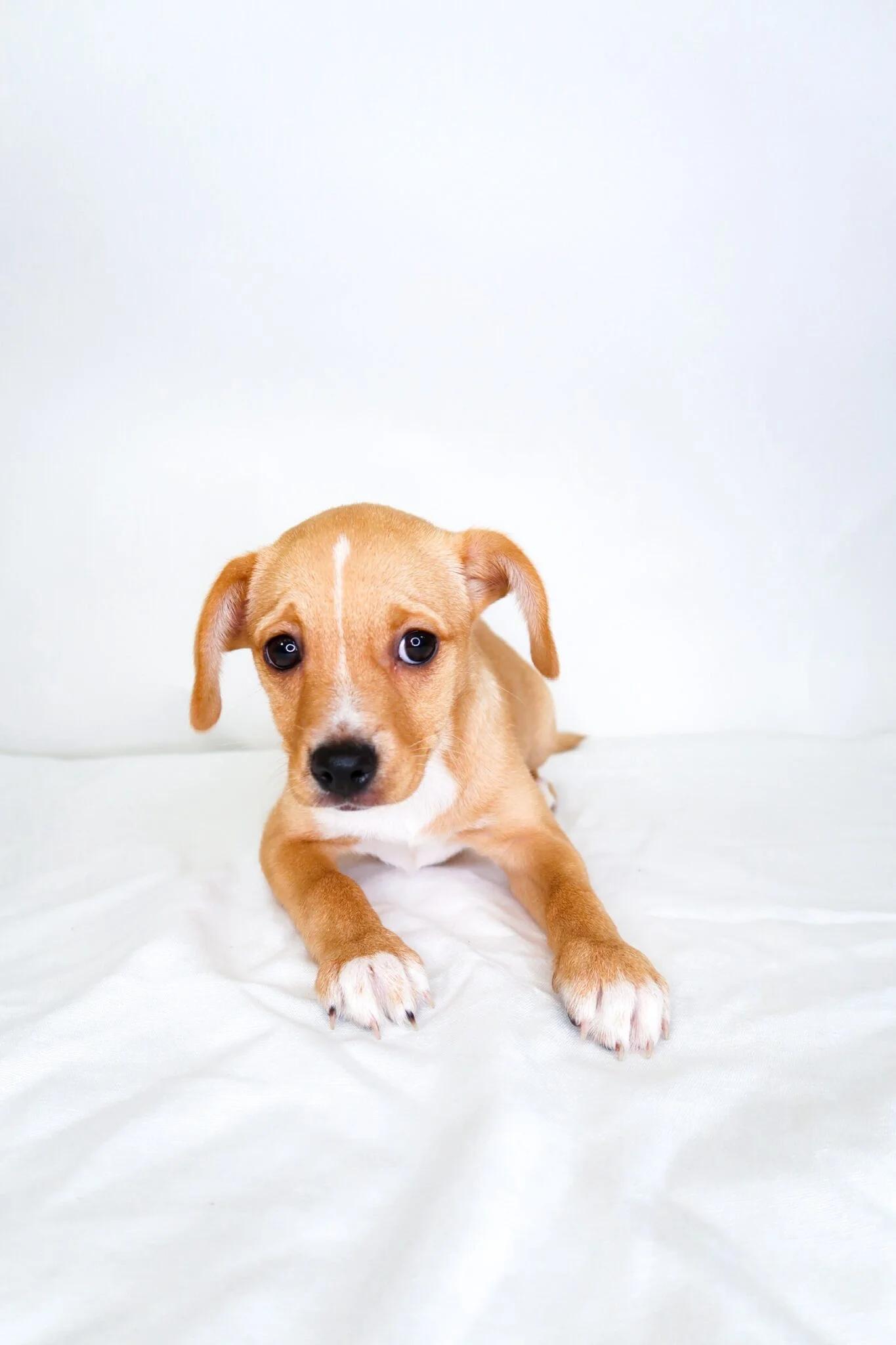 Apple Pie, Adopted, Puppy Female Chihuahua.