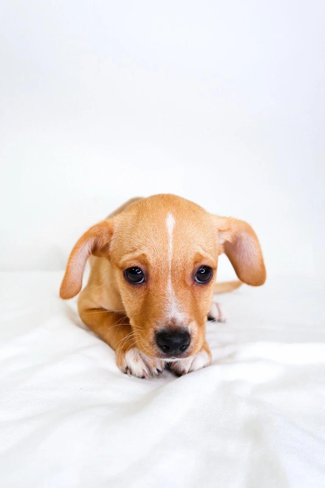 Apple Pie, a Adopted mixed breed in Bixby, OK image 2/3