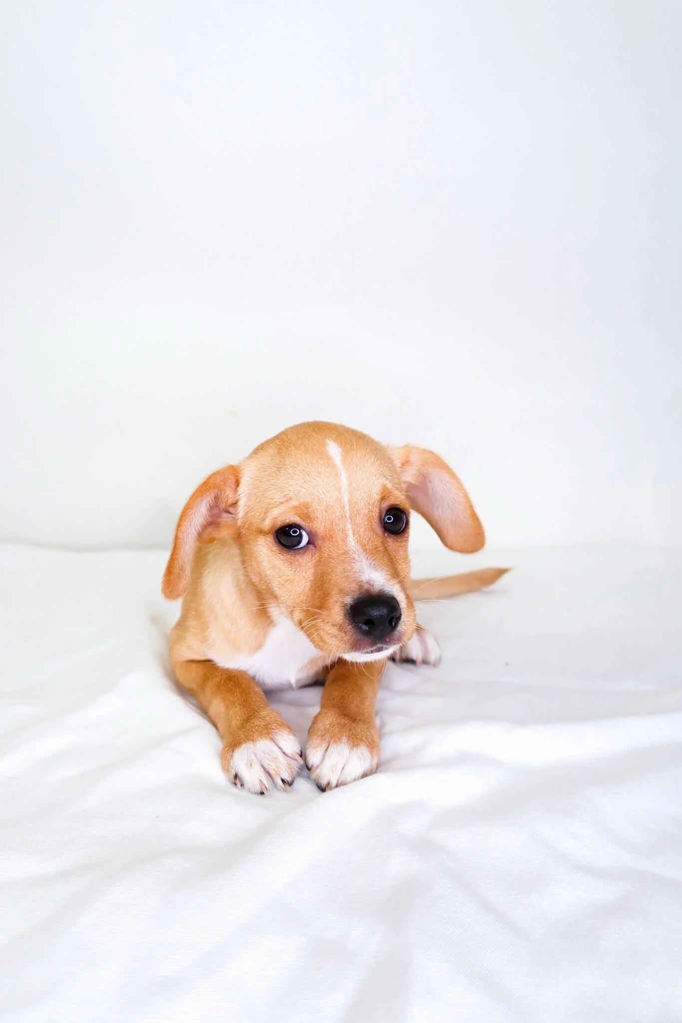 Apple Pie, a Adopted mixed breed in Bixby, OK image 3/3