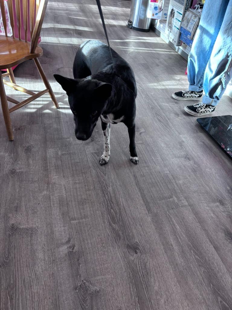 Enlarge Gunner, a Adoptable Australian Cattle Dog / Blue Heeler in Thompson Falls, MT image 1/5