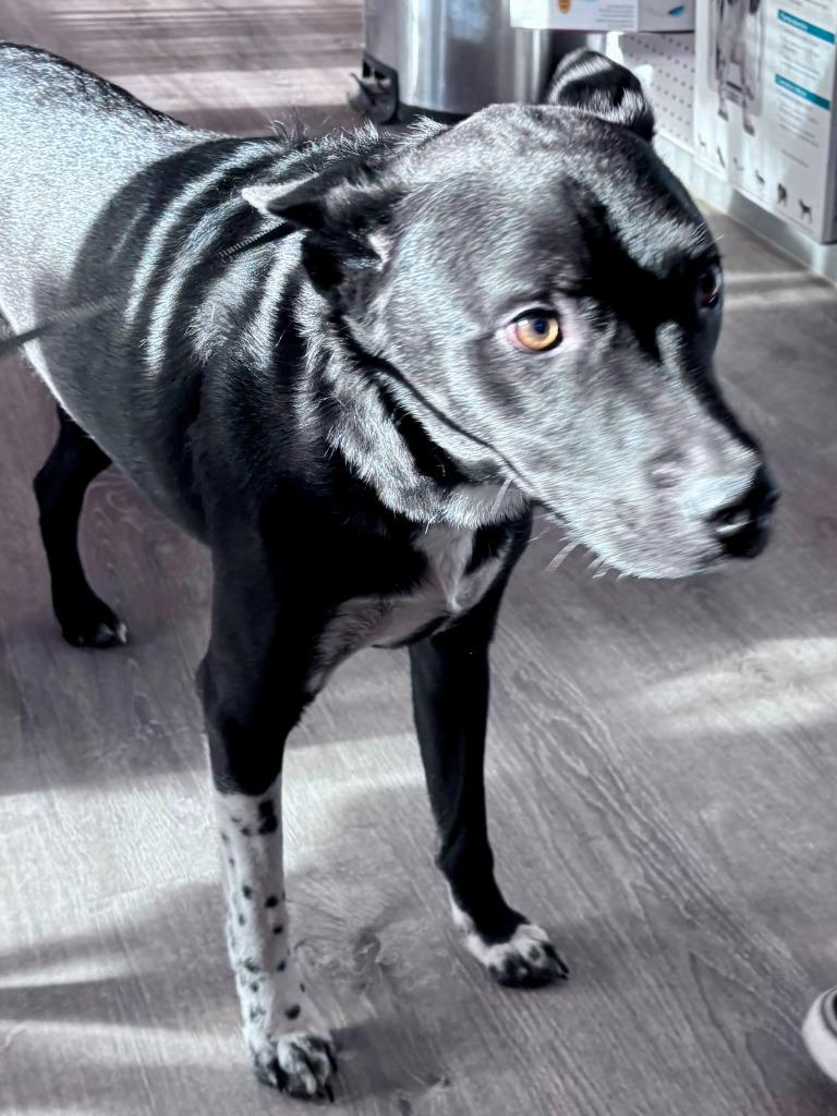 Enlarge Gunner, a Adoptable Australian Cattle Dog / Blue Heeler in Thompson Falls, MT image 2/5