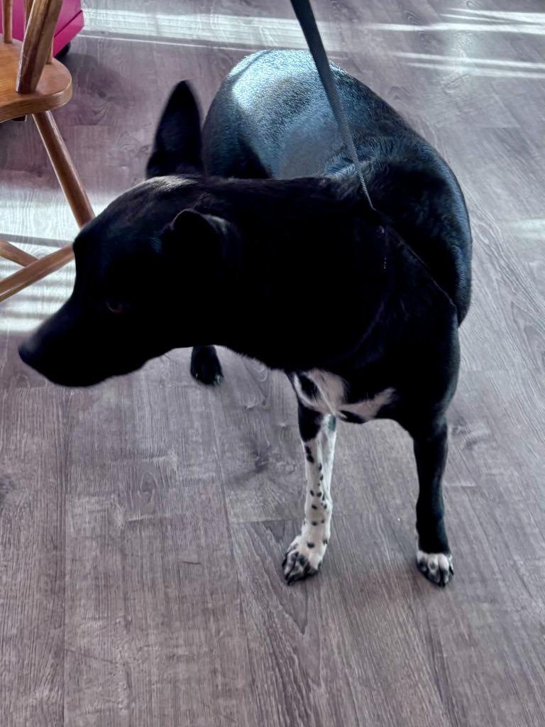 Enlarge Gunner, a Adoptable Australian Cattle Dog / Blue Heeler in Thompson Falls, MT image 3/5