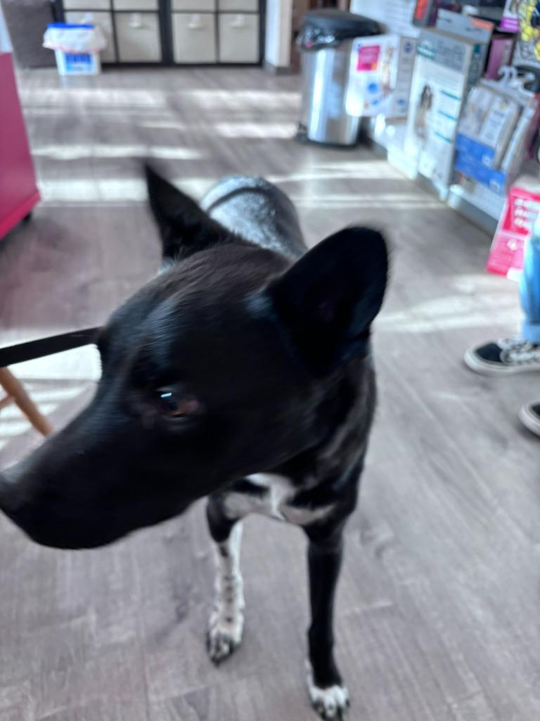 Enlarge Gunner, a Adoptable Australian Cattle Dog / Blue Heeler in Thompson Falls, MT image 4/5
