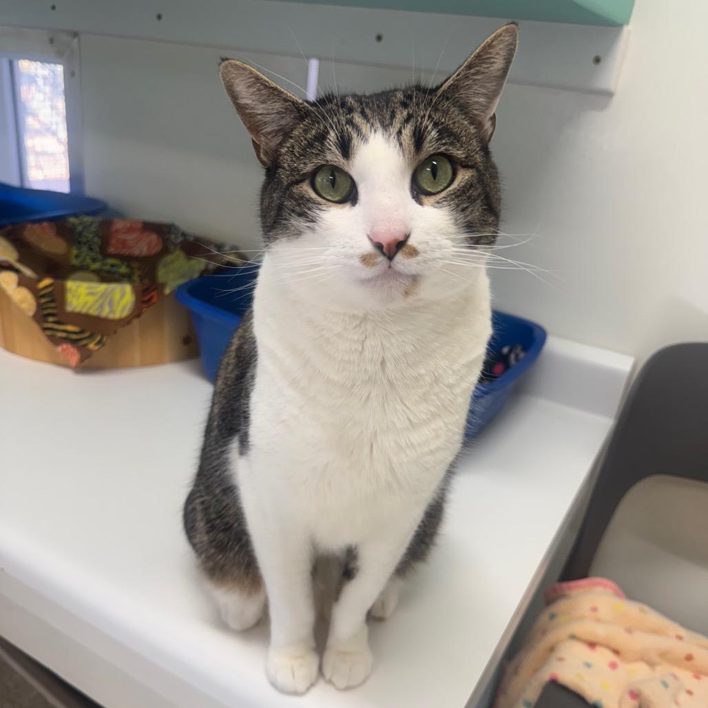 Huey — thumbnail 2