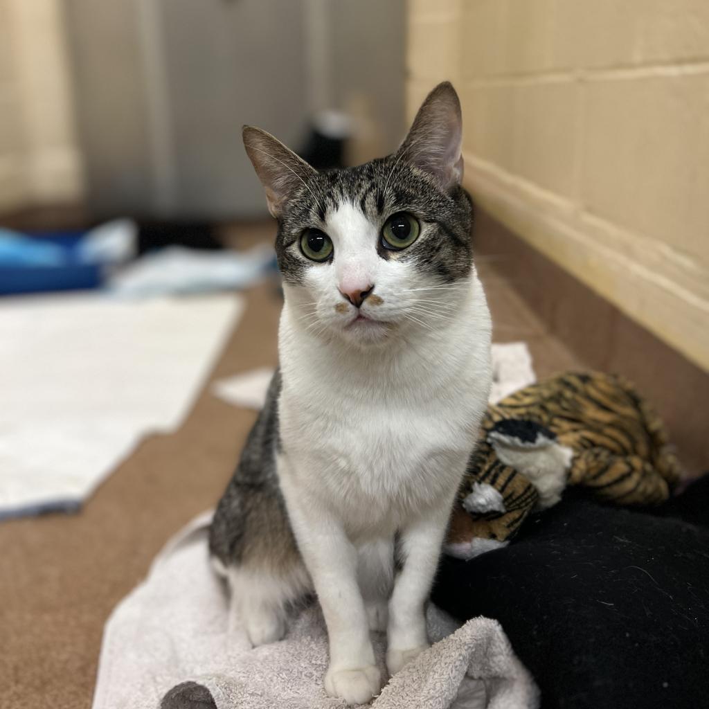 Huey — thumbnail 4