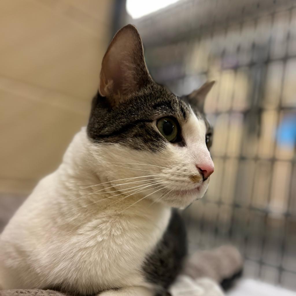 Huey — thumbnail 5