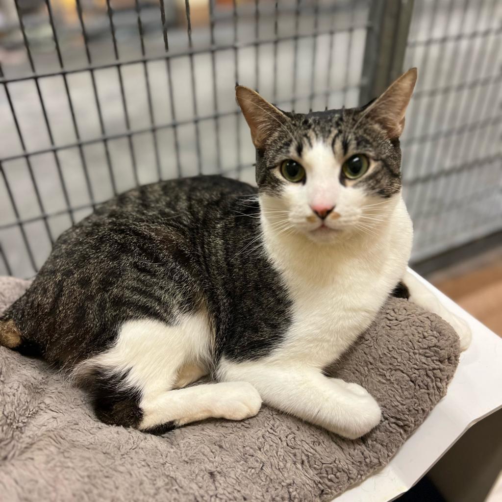 Huey — thumbnail 6