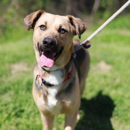 Missy — thumbnail 2