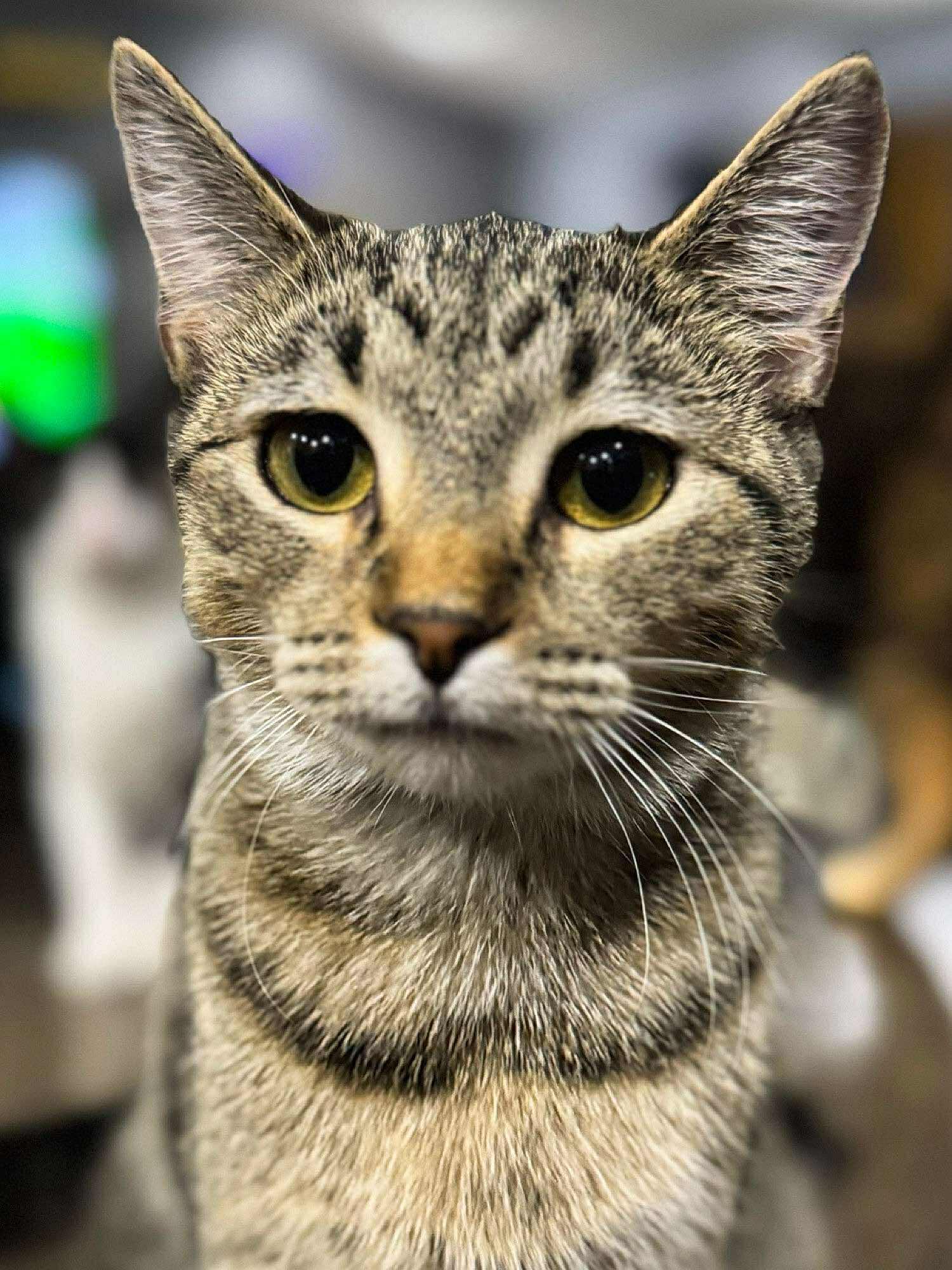 Lafonda, an adoptable Domestic Short Hair in Sioux Falls, SD, 57101 | Photo Image 1