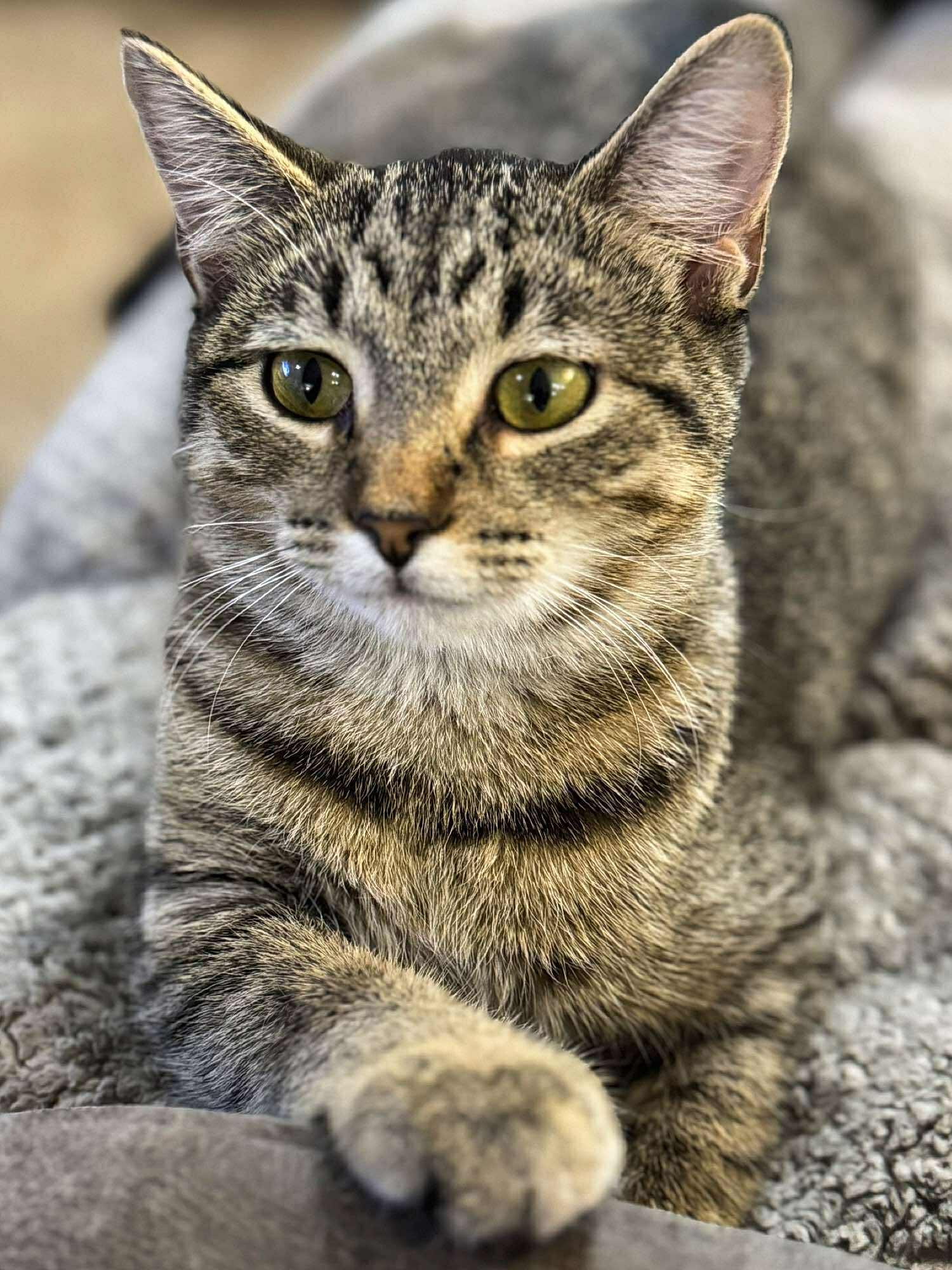 Lafonda, an adoptable Domestic Short Hair in Sioux Falls, SD, 57101 | Photo Image 4