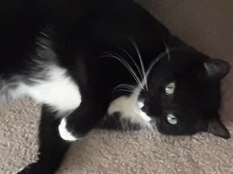 Enlarge Hope (bonded to Gracie Mae), a Adoptable Domestic Medium Hair in Los Angeles, CA image 1/6