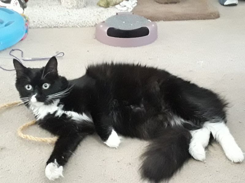 Enlarge Hope (bonded to Gracie Mae), a Adoptable Domestic Medium Hair in Los Angeles, CA image 2/6