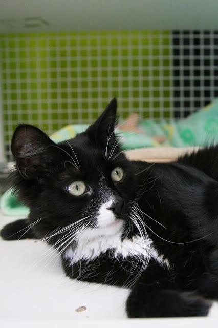 Enlarge Hope (bonded to Gracie Mae), a Adoptable Domestic Medium Hair in Los Angeles, CA image 3/6