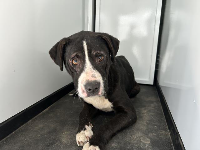 A251362, Adoptable, Young Female Pit Bull Terrier & Mixed Breed.