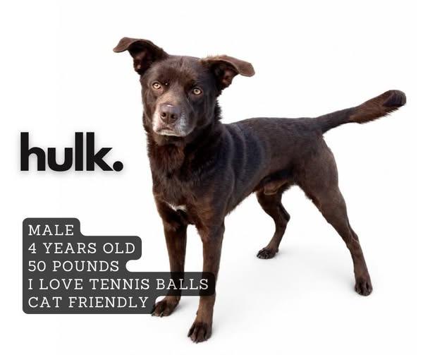 Enlarge Hulk, a Adoptable mixed breed in Ashland, KY image 1/1