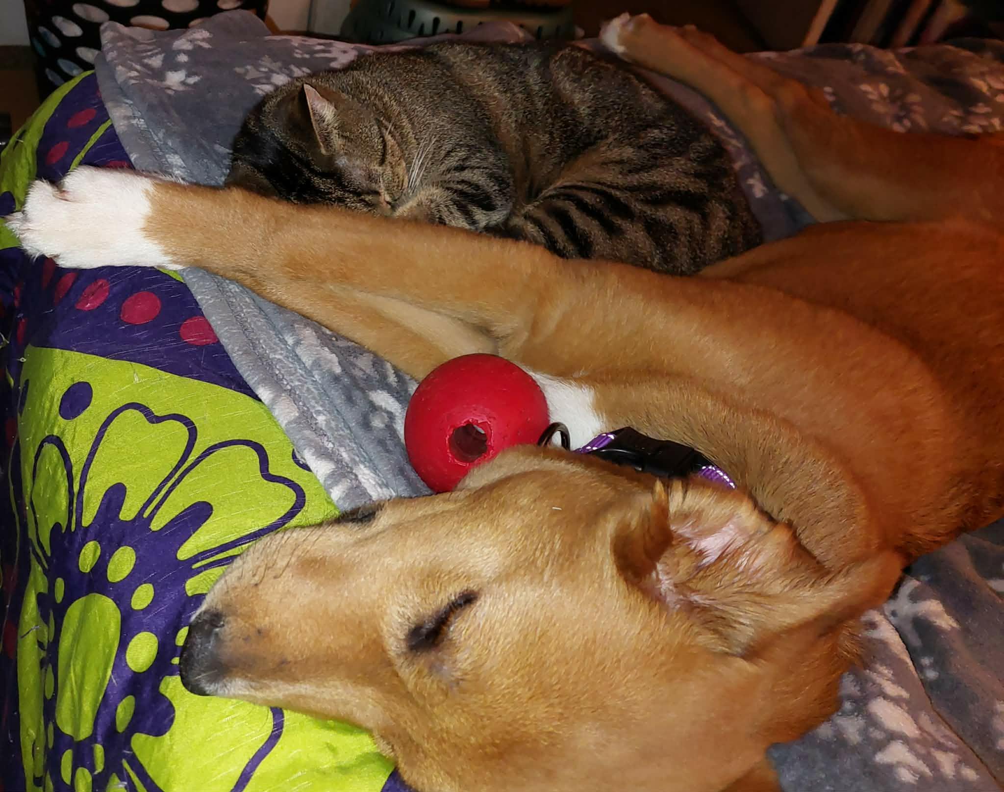 Bumble Bee, an adopted mixed breed in Hilham, TN image 4/6