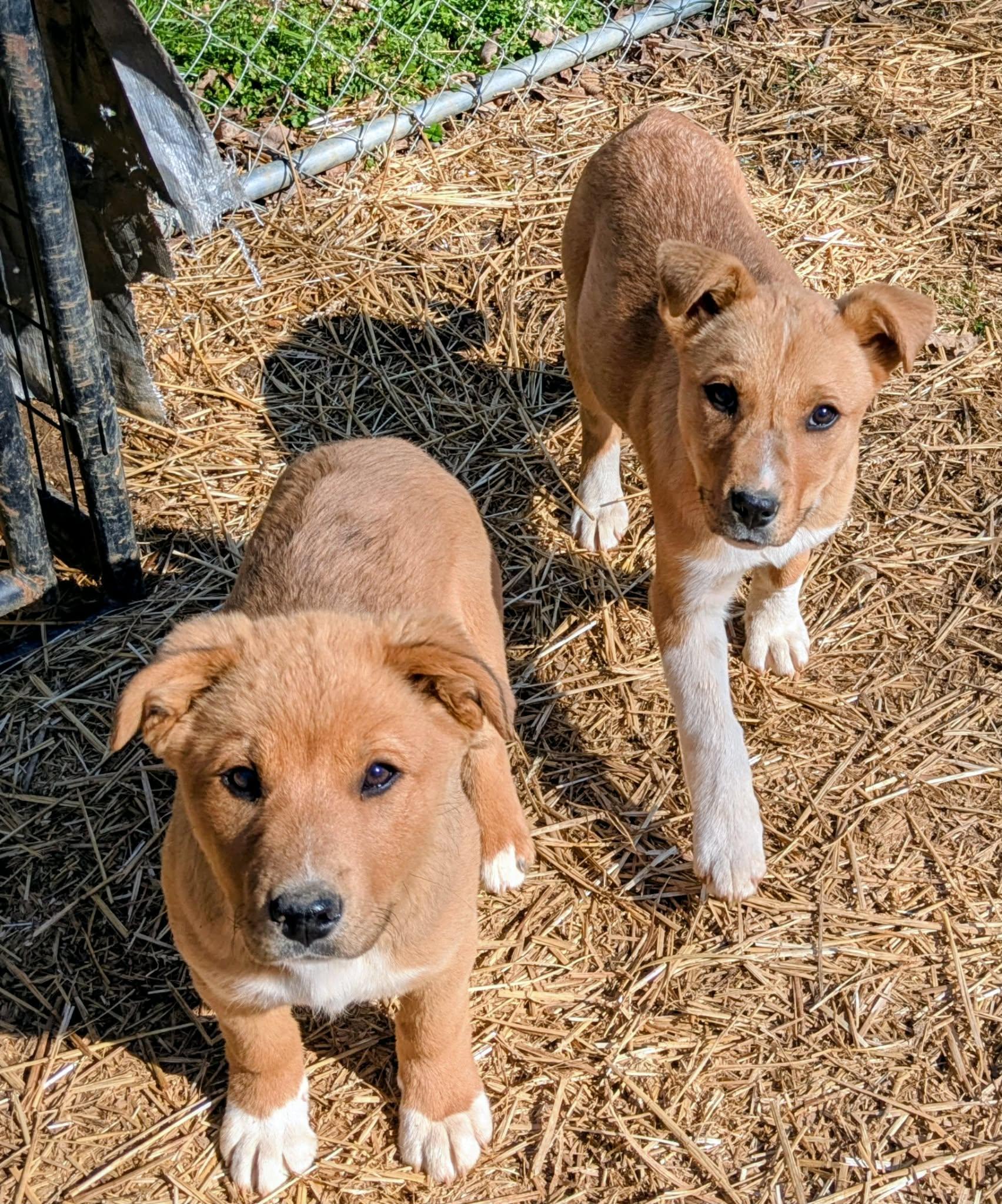 Bumble Bee, an adopted mixed breed in Hilham, TN image 6/6