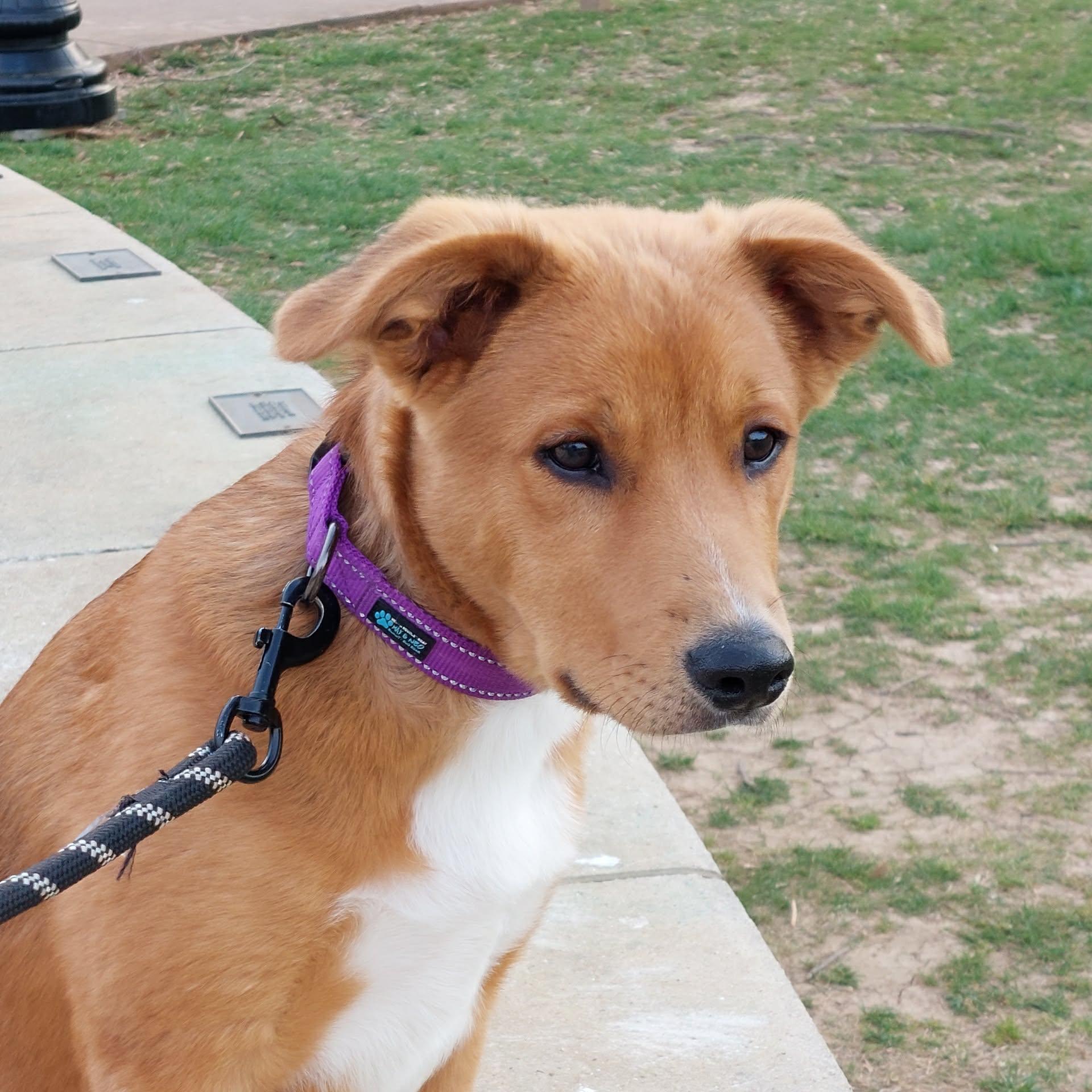 Bumble Bee, an adopted mixed breed in Hilham, TN image 1/6